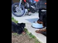 puppy rottweiler for sale rottweiler adoption chicago rottweiler rescue illinois