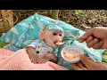 Lagu HE SURVIVED! The Most Emotional Monkey Rescue You’ll See