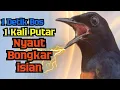 Download Lagu 100% EMOSI || Pancingan Murai Batu Gacor Anti Ngukluk, Jadikan Murai Diam Semangat Bunyi Gacor ON