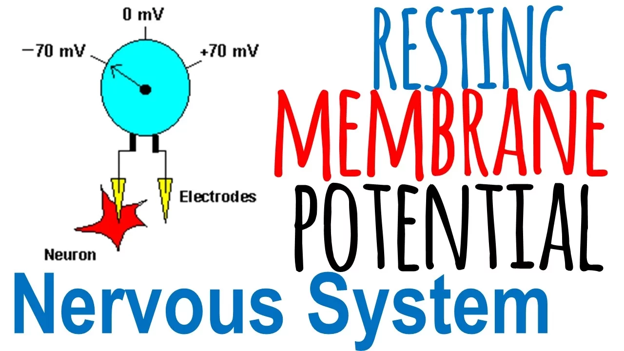 Resting membrane potential of a neuron