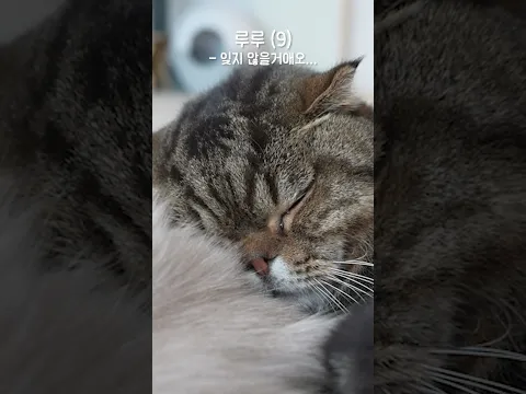 고양이가 자기보다 10배 큰 강아지를 만나면...
