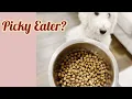 How To Get A Picky Dog To Eat Kibbles I Did It In 4 Days