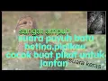Download Lagu Suara puyuh batu betina,pipikau.cocok buat pikat jantan,sudah terbukti ampuh