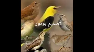 صوت شحيم دندنها