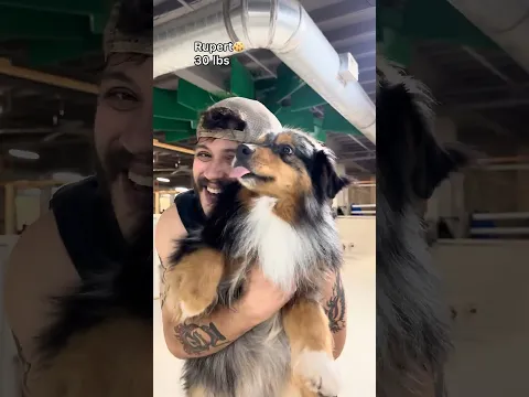 Picking up dogs that weigh 30-50 pounds at dog daycare!