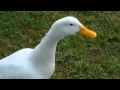 Download Lagu Curious Quackers - Duck Sounds