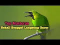 Download Lagu Suara Burung Cucak Ijo  