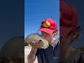 Download Lagu Rescuing HUGE Slimy Jellyfish! #shorts