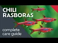 Chili Rasboras What I Learned