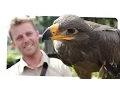 Download Vom Schlüpfen bis zum ersten Flug mp4 3gp mp3 videos - waplic