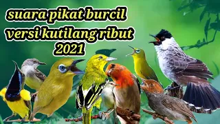 Download #suarapikat #suarapikatburcil SUARA PIKAT BURCIL VERSI KUTILANG RIBUT TERBARU MP3