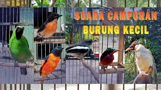suara burung kecil campuran gacor