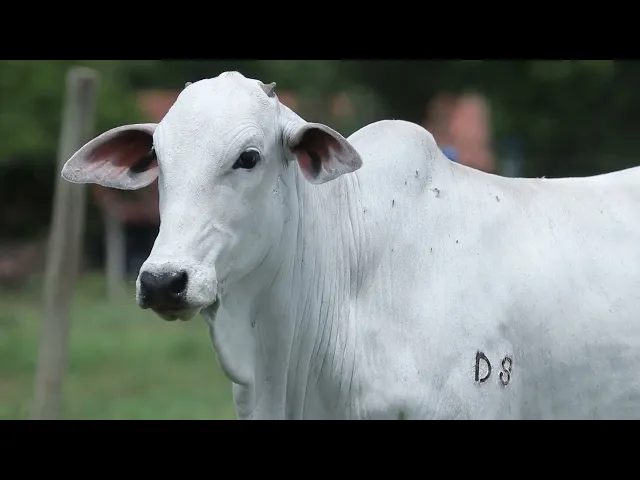 Novilha Nelore AGPM - 585