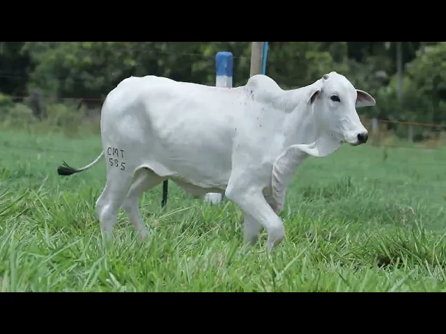 Novilha Nelore CMT - 585