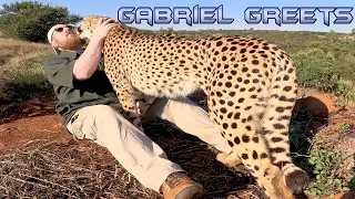 Gabriel The Cheetah Morning Routine Greets In SLOW MOTION | Health Check For Cat Turning 13 AUG 2026