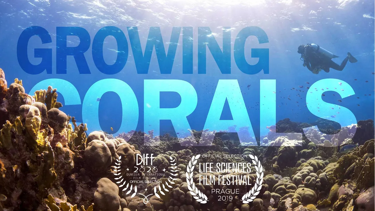 Growing Corals – Our Approach to Restore Coral Reefs Around the World