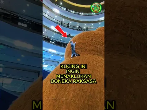 Kucing Ini Tidak Menyerah Untuk Menaklukkan Boneka Raksasa ♥️🐈