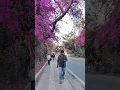 Download Lagu jnu, spring, bougainvillea. #jnu #spring #bougainvillea