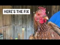 Chickens Pooping in Nesting Boxes Fix