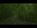 Light Rain & Forest Birdsong - Gentle Spring Drizzle & Bird Sounds - Misty Woods Relaxation - 4K HDR