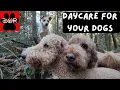 Dog Daycare in the Forest Watch the Pack Adventure All Day