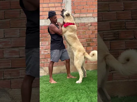 #kangal