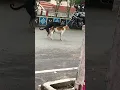 😮 🫢hard fuck,,🐕 dogs to beatch…🤣🤣😇