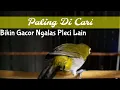 Download Lagu Langsung 100% Nyaut Paling Dicari Suara Call Pleci Buxtoni Bisa Bikin Gacor Pleci Lain (18/5/21)