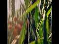 GLORY ARISE (Live) - SEU Worship & Grace Shuffitt