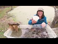 Pond Ecosystem
