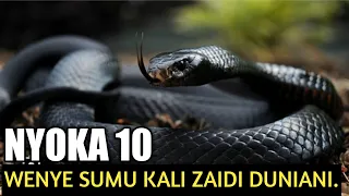 nyoka 10 wenye sumu kali zaidi duniani ukiwaona kimbia 