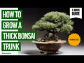How to Grow a Thick Bonsai Trunk Beginner s Guide to Bonsai Tree Care