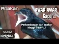 Lagu Perkembangan anakan AWAR AWAR hingga dewasa dan gacor..! Srigunting Jambul Rambut