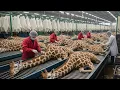 Download Lagu Inside the Giraffe Leather Factory : How Giraffe Leather Becomes a $10,000 Luxury Jacket