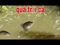 Download Lagu Câu cá sông!Con kênh nhỏ lục bình bít chịt gặp ngay cái lỗ có sẵn ai nào ngờ cá nhiều không tưởng
