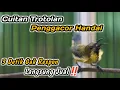 Lagu HANYA 3 DETIK‼️SOGON TROTOL NDASI DISITU LANGSUNG IKUT GACOR NGKLEPER‼️PENGGACOR SOGON BAHAN JITU
