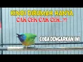 Lagu Efektif terapi cucak kinoi untuk pancingan kinoi Bahan