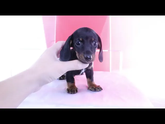 動画