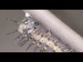 4K Extreme Macro Caterpillar Silk Spinning B-Reel 3 V20937
