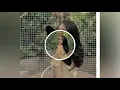 Download Lagu dj kalau ku pandang kelip bintang tiktok - kopi dangdut