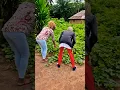 Download Lagu Potato 🥔 leaves garden. #sierraleone #village #fypシ