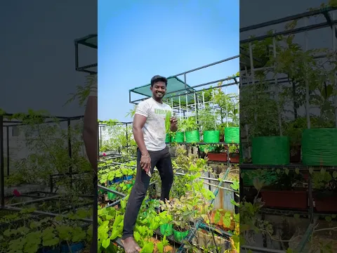 🤯 பாம்பு கத்தரிக்காயா!!!இதெல்லாம் மொட்டைமாடிலேயே வளர்ந்ததா? #gardening #garden #home #gardentips