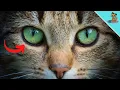 Can Cats See Colors The SURPRISING Answer