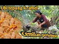 Download Lagu Ubi tepung kramel cemilan perkebunan