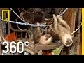 Rehabilitating Baby Sloths in Costa Rica - 360 National Geographic