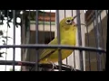 Download Lagu Burung pleci gacor
