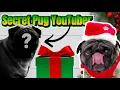 My Pugs Did a Secret Santa Did They Like Their Presents