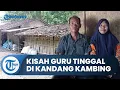 Download Lagu Kisah Guru 17 Tahun Mengabdi Digaji Rp350 Ribu dan Tinggal di Kandang Kambing, Camat Sampai Menangis