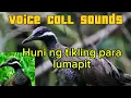 Download Lagu #akobicolTv huni ng tikling para lumapit #tikling