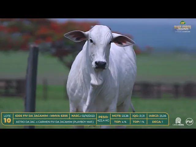 Novilha Nelore MMVA-6305